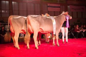 Champion und Vize Champion